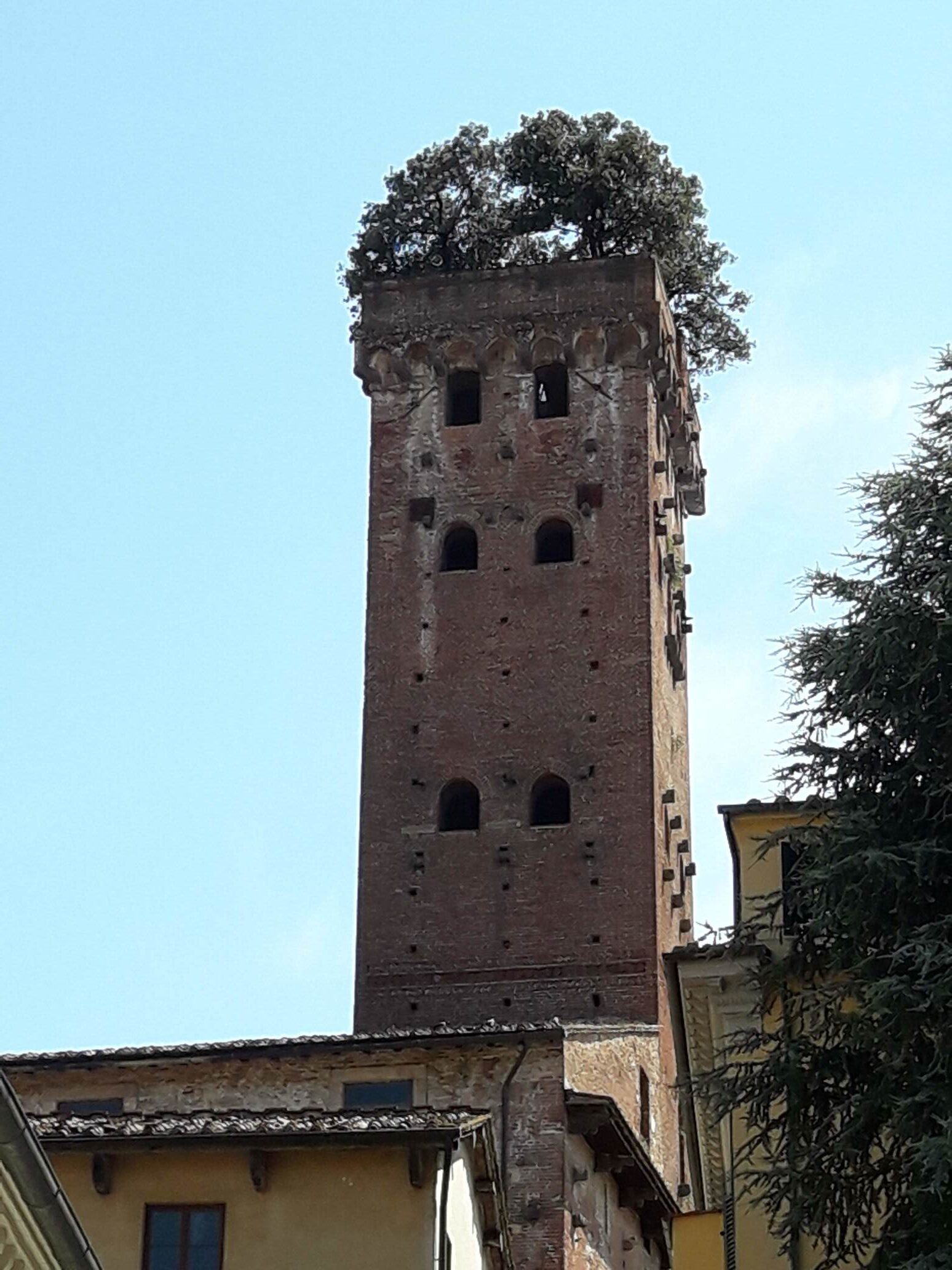 Lucca - bosco su campanile