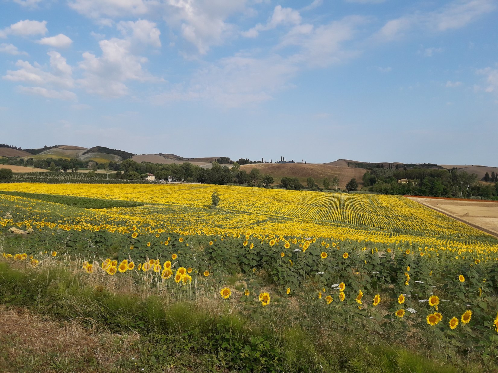 Gira girasole...