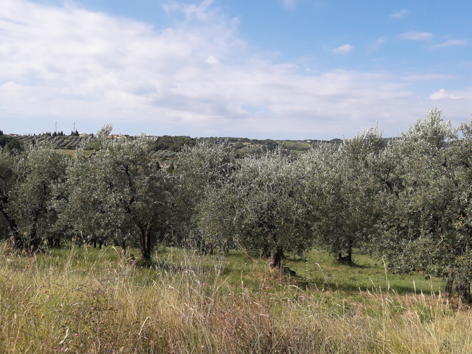Ulivero toscano