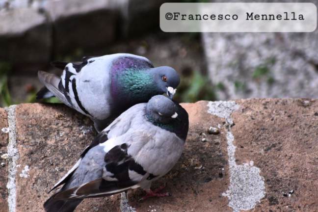 Il bacio sul becco