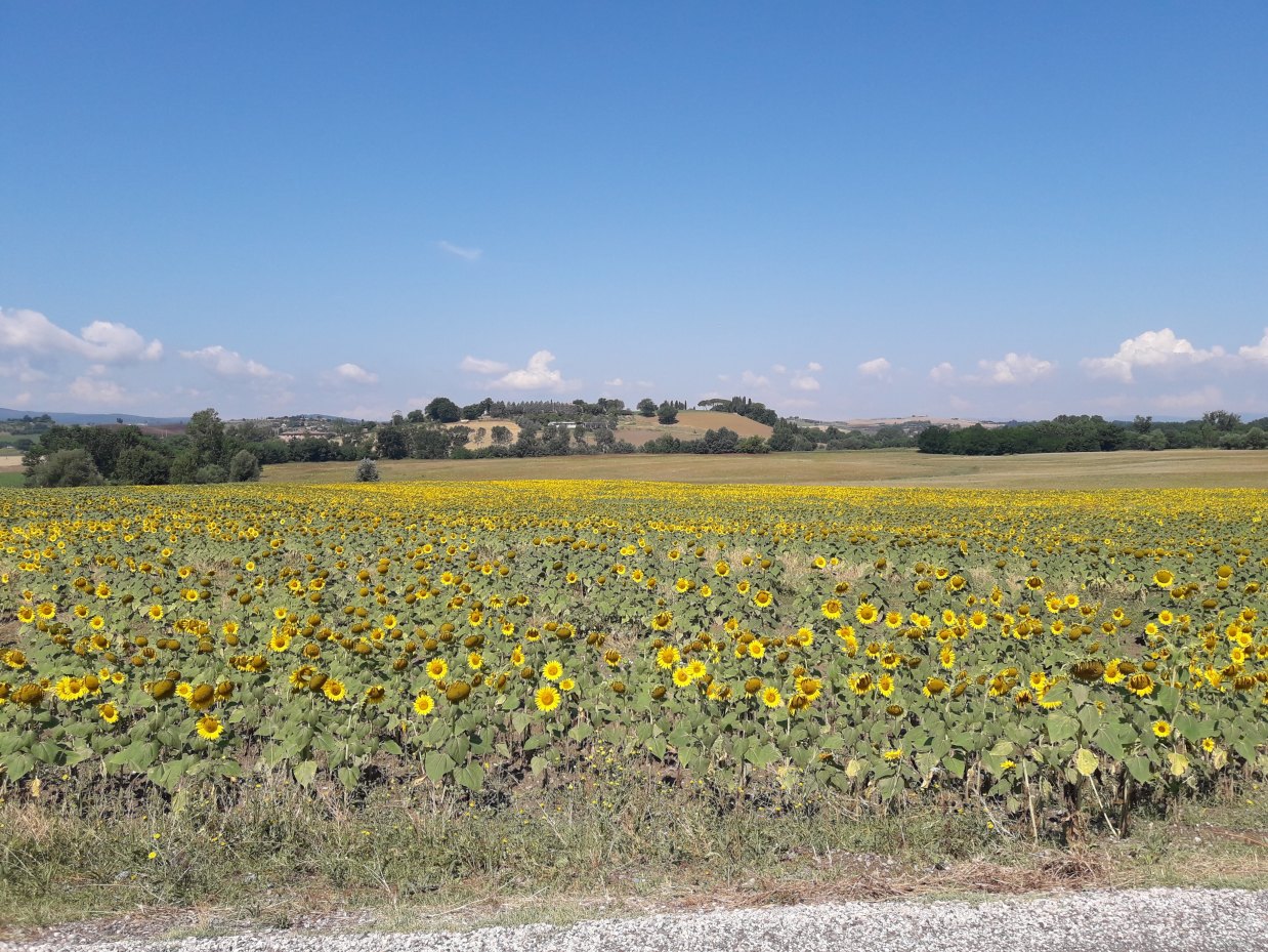 Scoprire da che parte è il sole