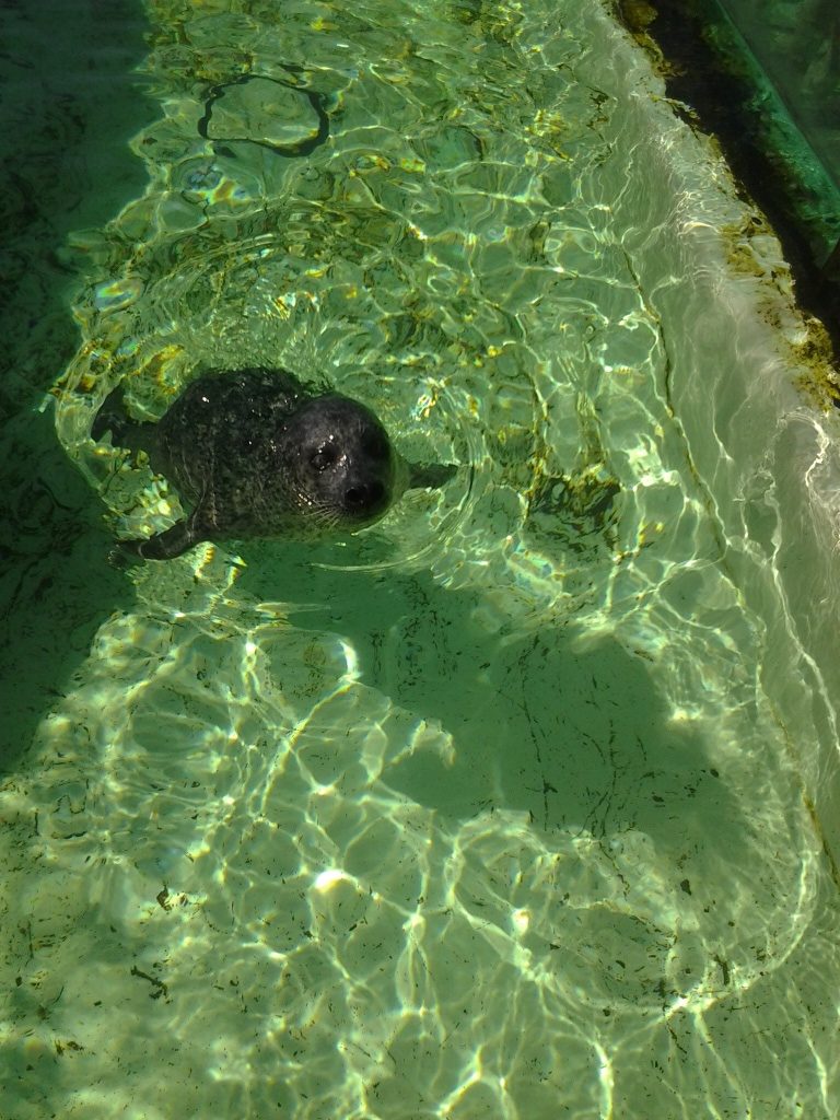 Foca anziana
